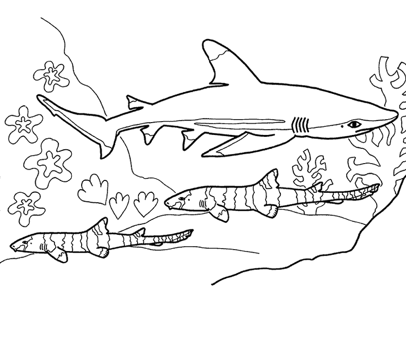 imagini de colorat rechin